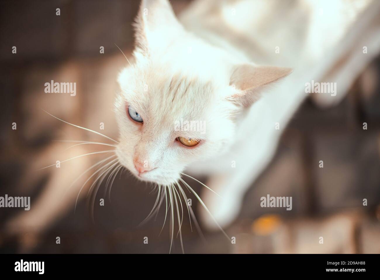 Beautiful white fur cat with multicolored blue and yellow eyes, from