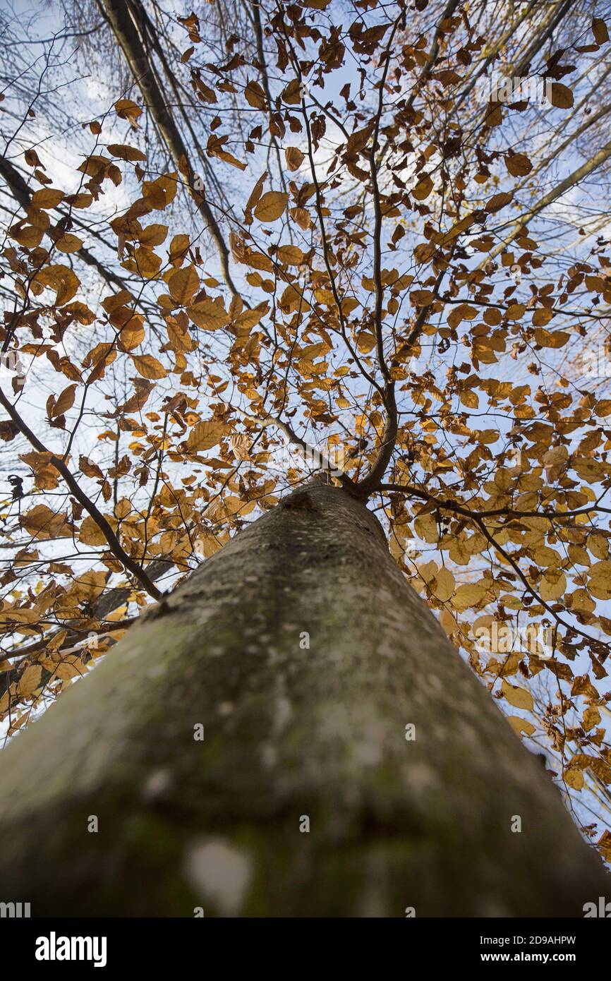 Vertical low angle shot of a tall autumn tree Stock Photo - Alamy