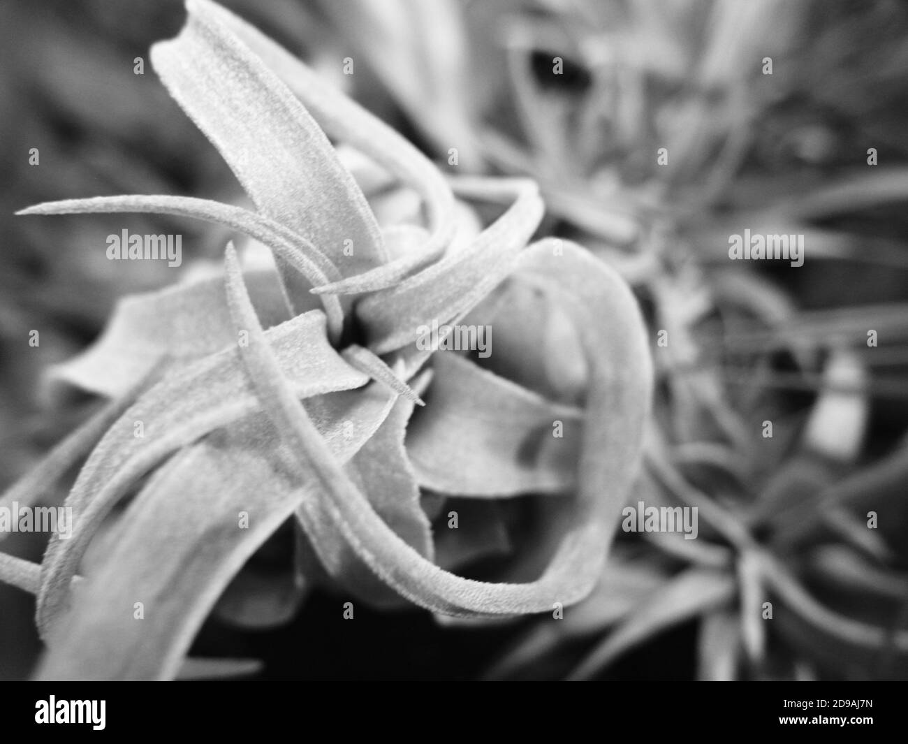 Tillandsia Black and White Stock Photos & Images - Alamy