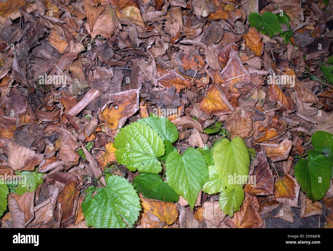 Lime-tree leaves fresh and dry Stock Photo