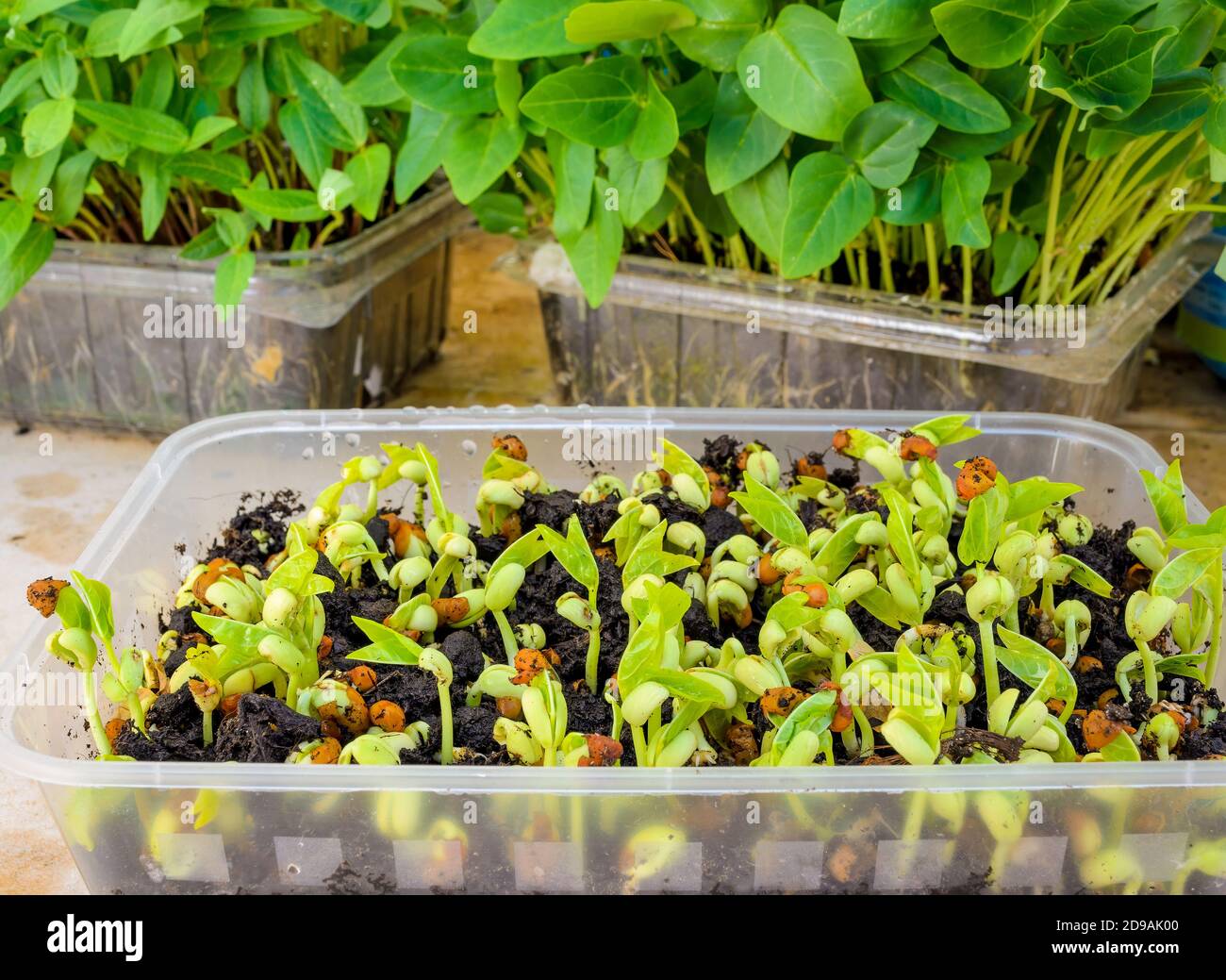 Homegrown Micro Geens from peas in a plastic container Stock Photo