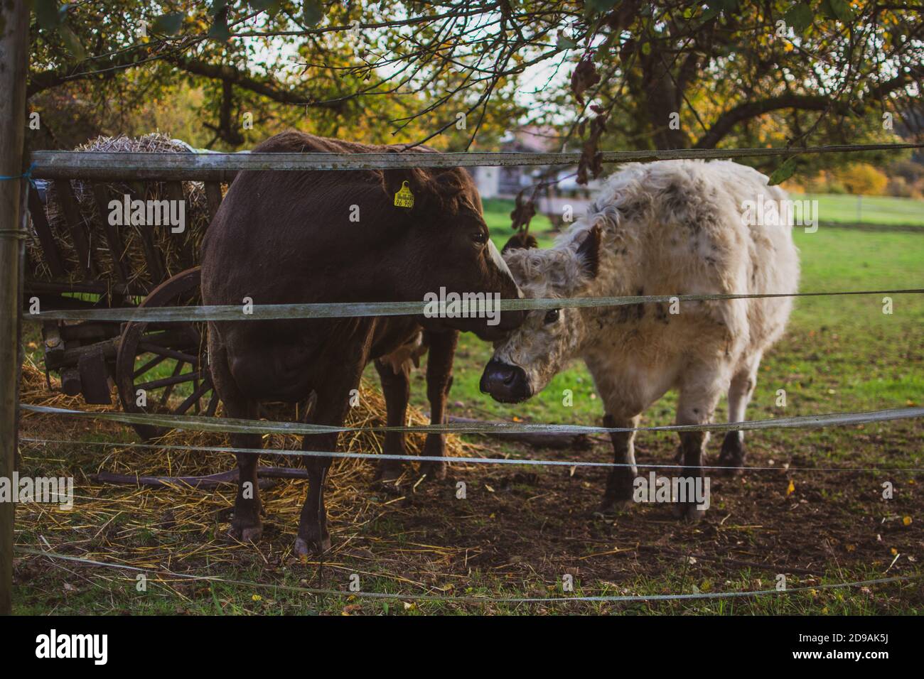 two cows kissing in Freudental, South of Germany Stock Photo - Alamy