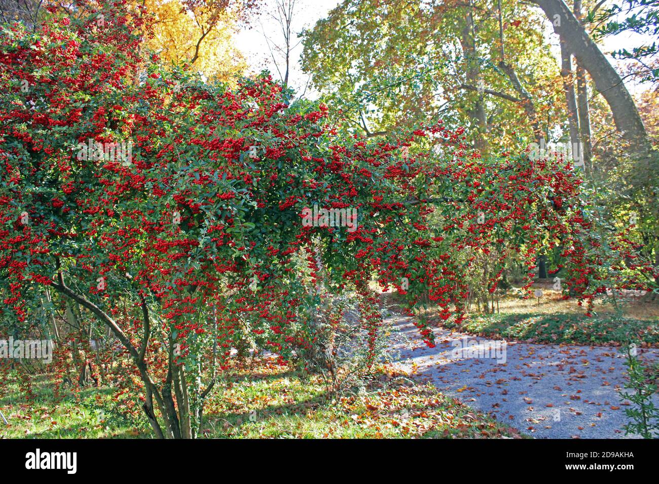 Pyracantha angustifolia,autumn in the parks of Zagreb,Croatia,Europe Stock Photo