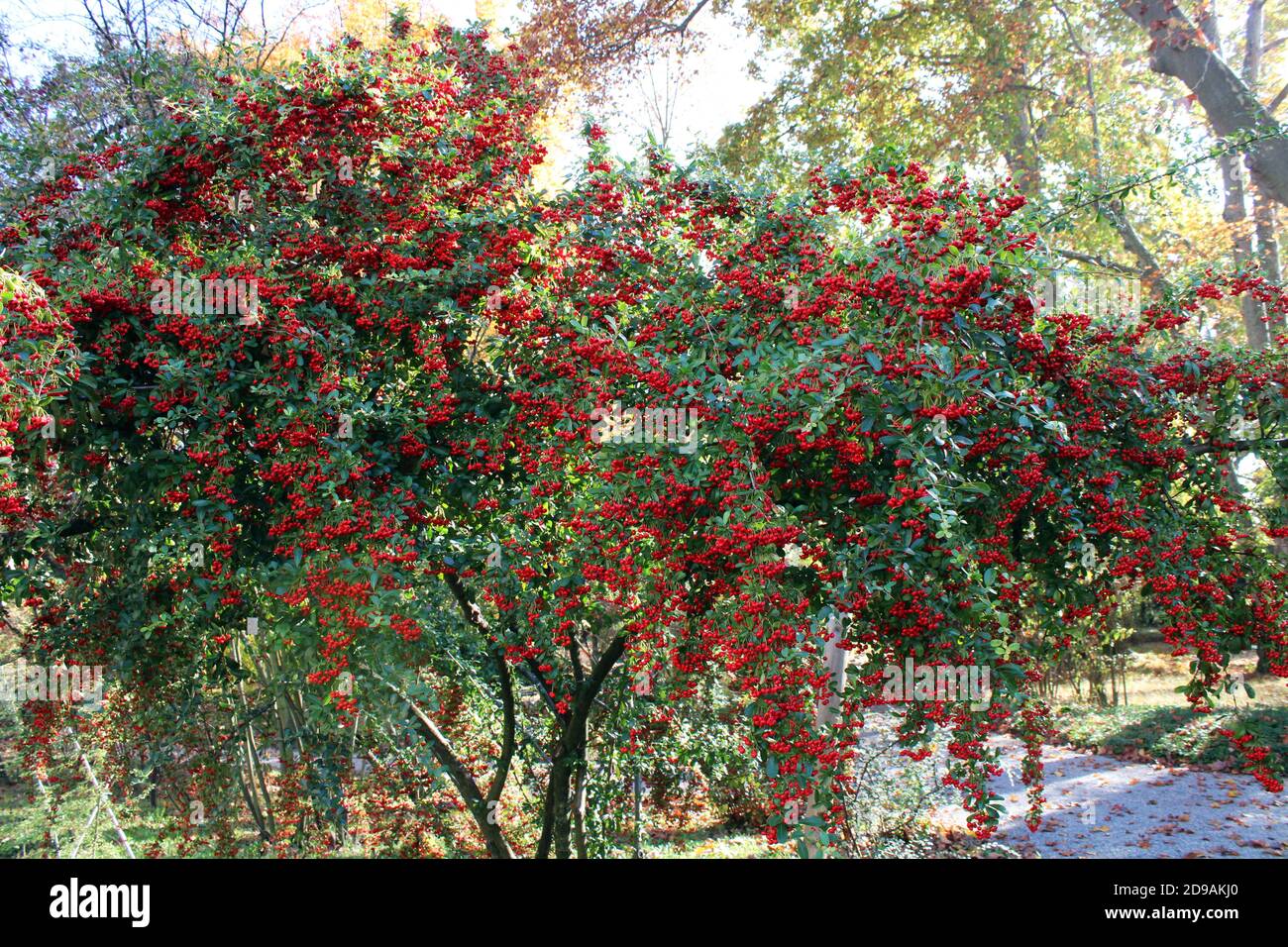 Pyracantha angustifolia,autumn in the parks of Zagreb,Croatia,Europe Stock Photo