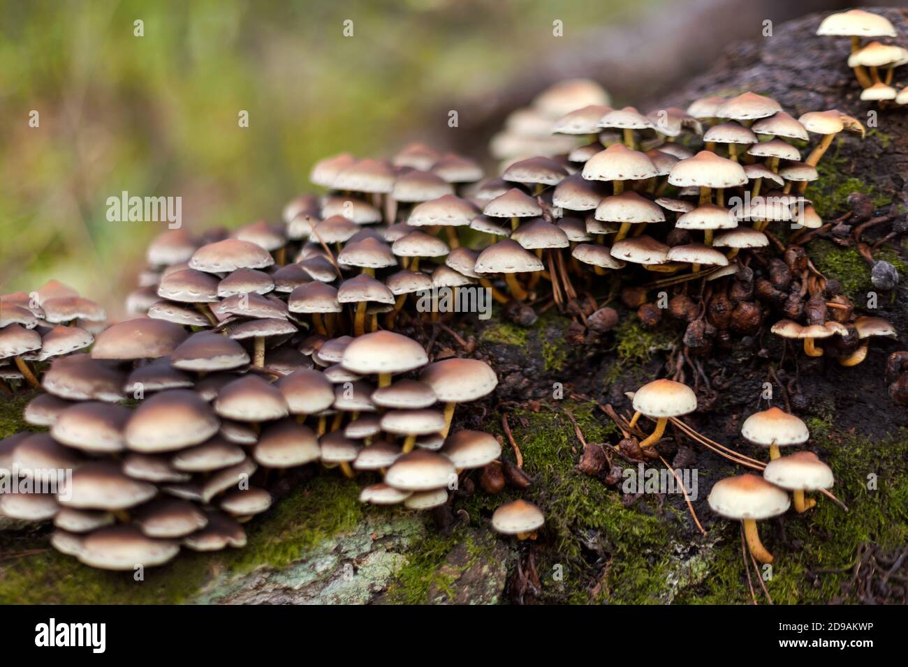 Enokitake mushroom, enoki, futu, seafood mushroom, growing edible gourmet and medicinal fungi on