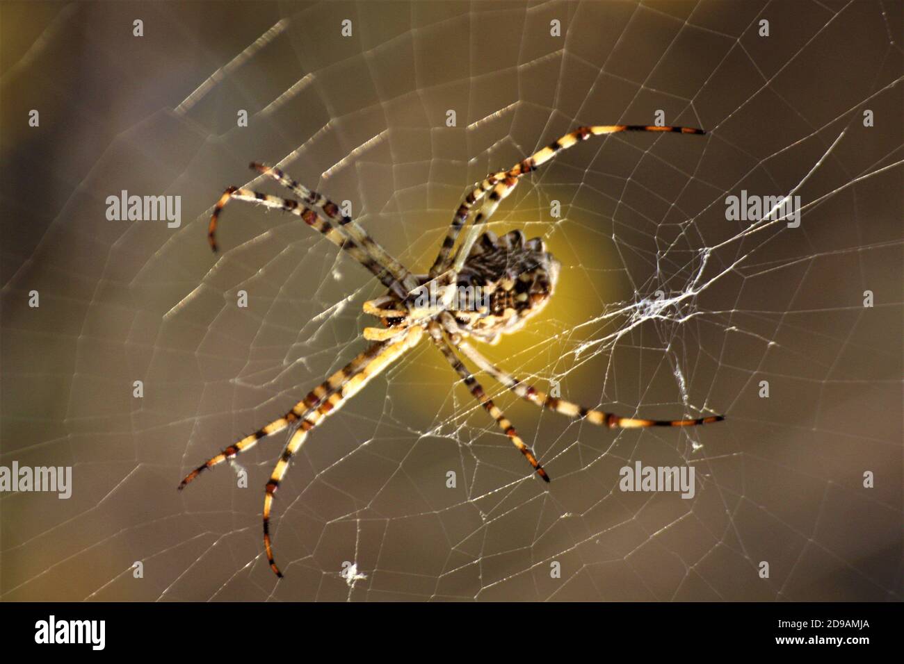 Spider Argyope Lobata in the spider web, hiker observes wasp