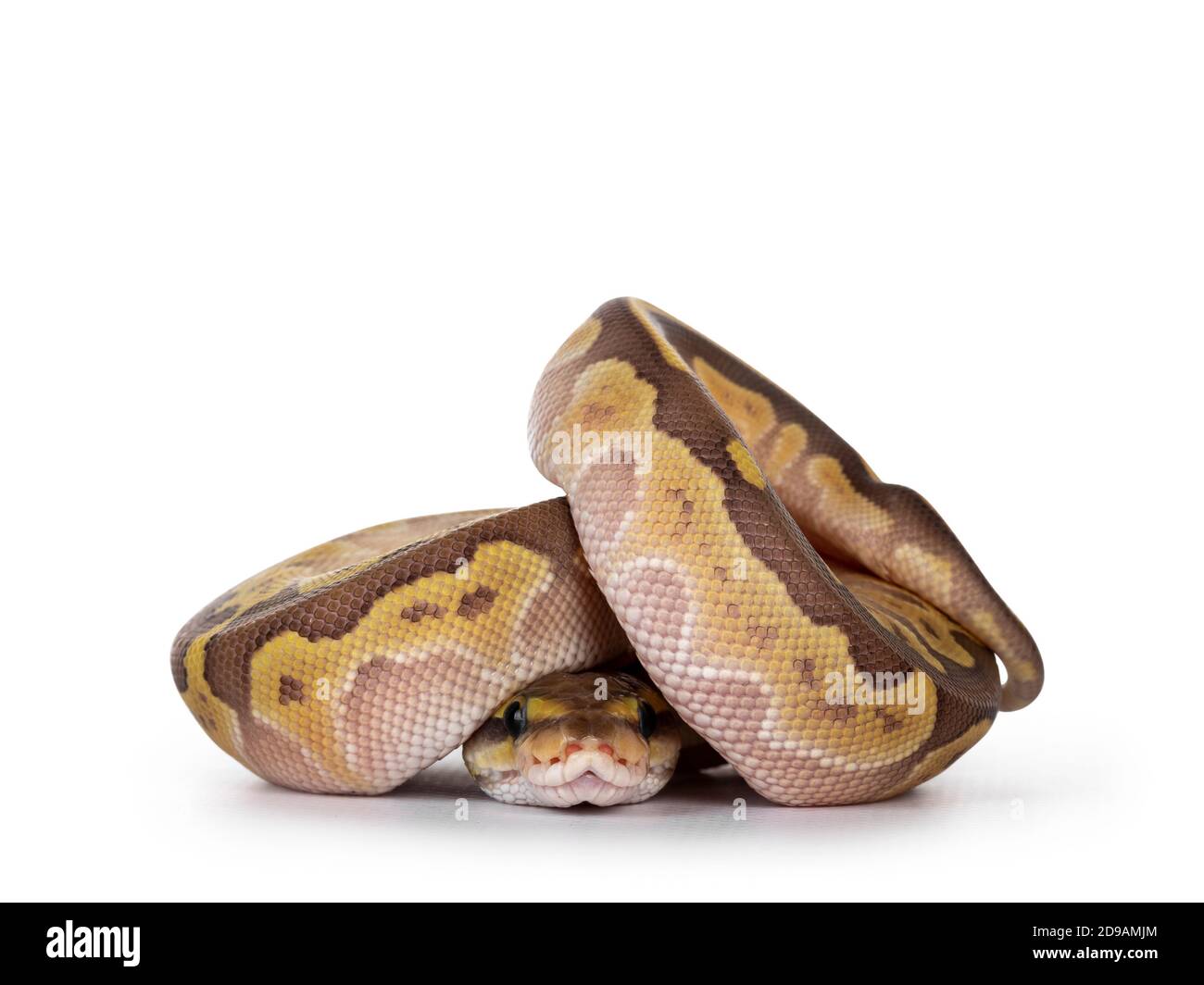 Defensive curled up Lesser Pastel Ballpython aka Python Regius, isolated on white background. Stock Photo