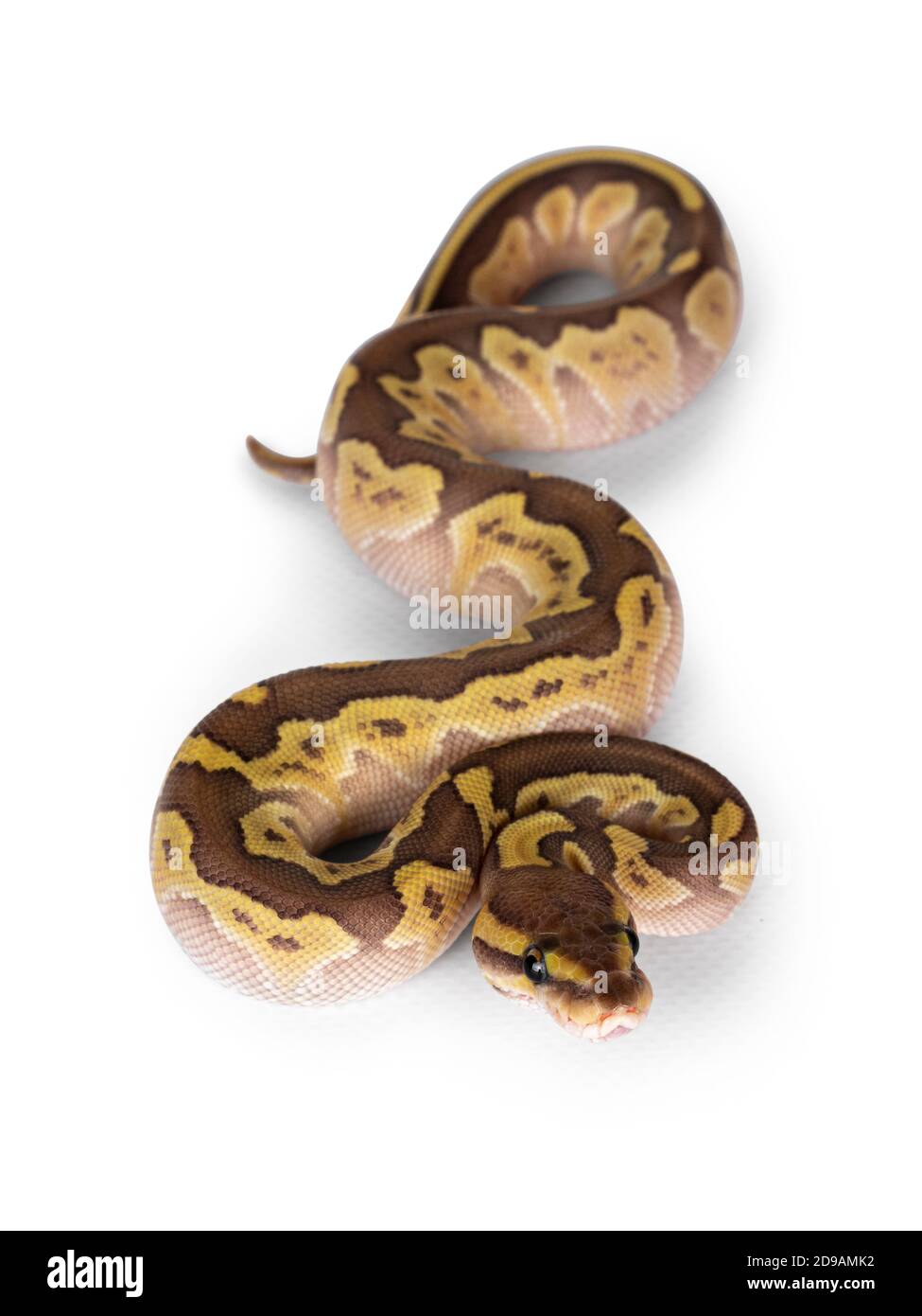 Lesser pastel ball python