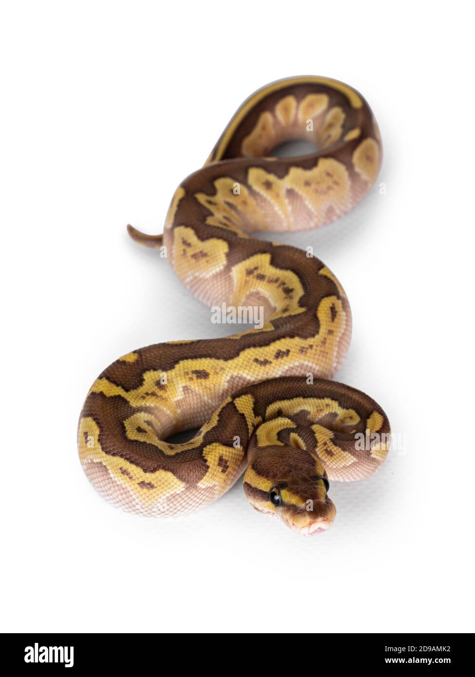 Top view of baby female Lesser Pastel Ballpython aka Python Regius, isolated on white background. Moving towards camera. Stock Photo