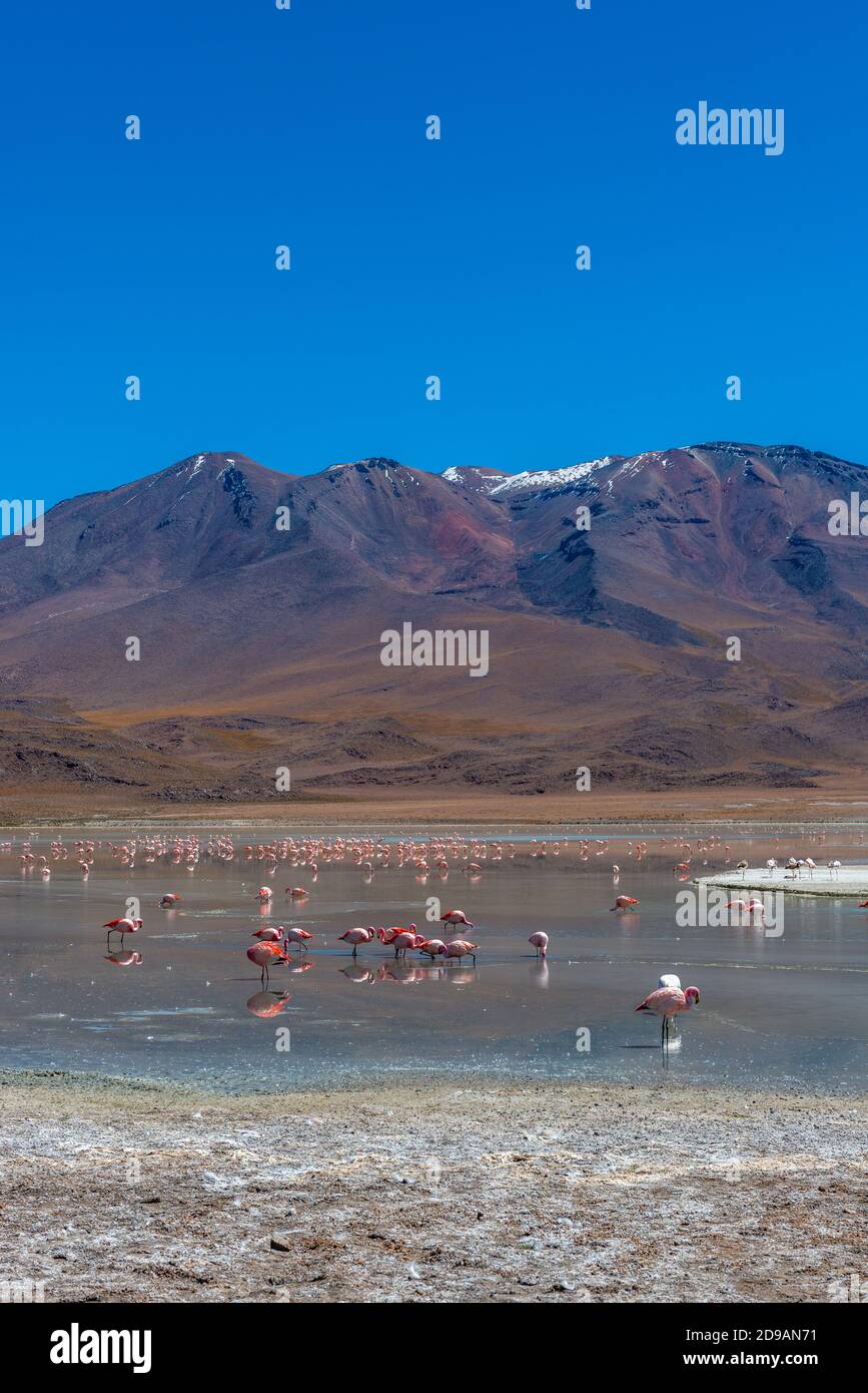 Laguna Cañapa with pink Chilean flamingos, District Potosí, Southern Altiplano, Andes, Southwest Bolivia, Latin America Stock Photo