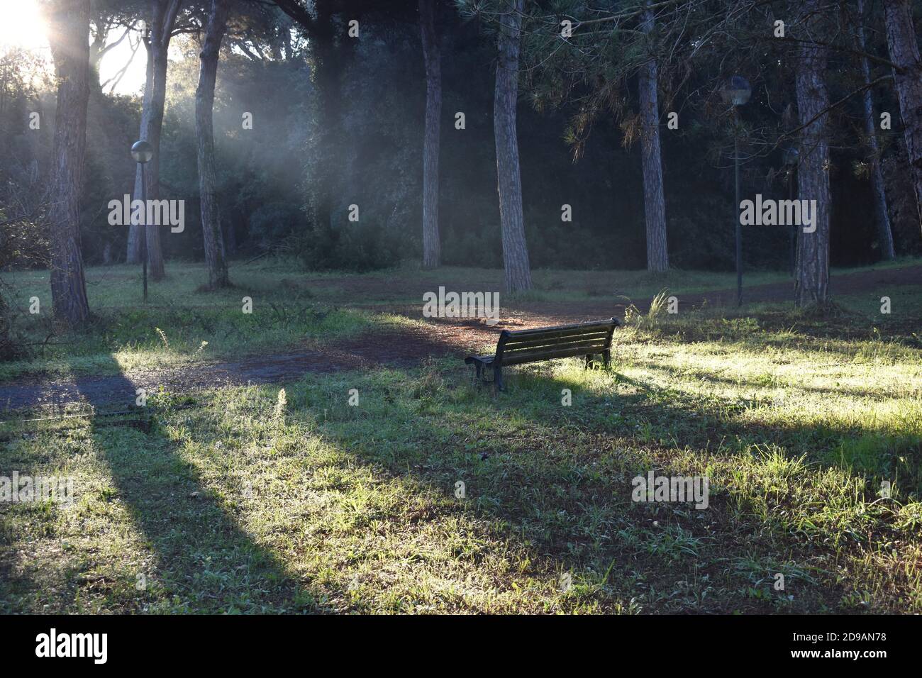 Isolated bench in a pinewood gleaming in the light of the rising sun.Light on the insight. Remembrance and absence. Rest in peace. Gone forever Stock Photo