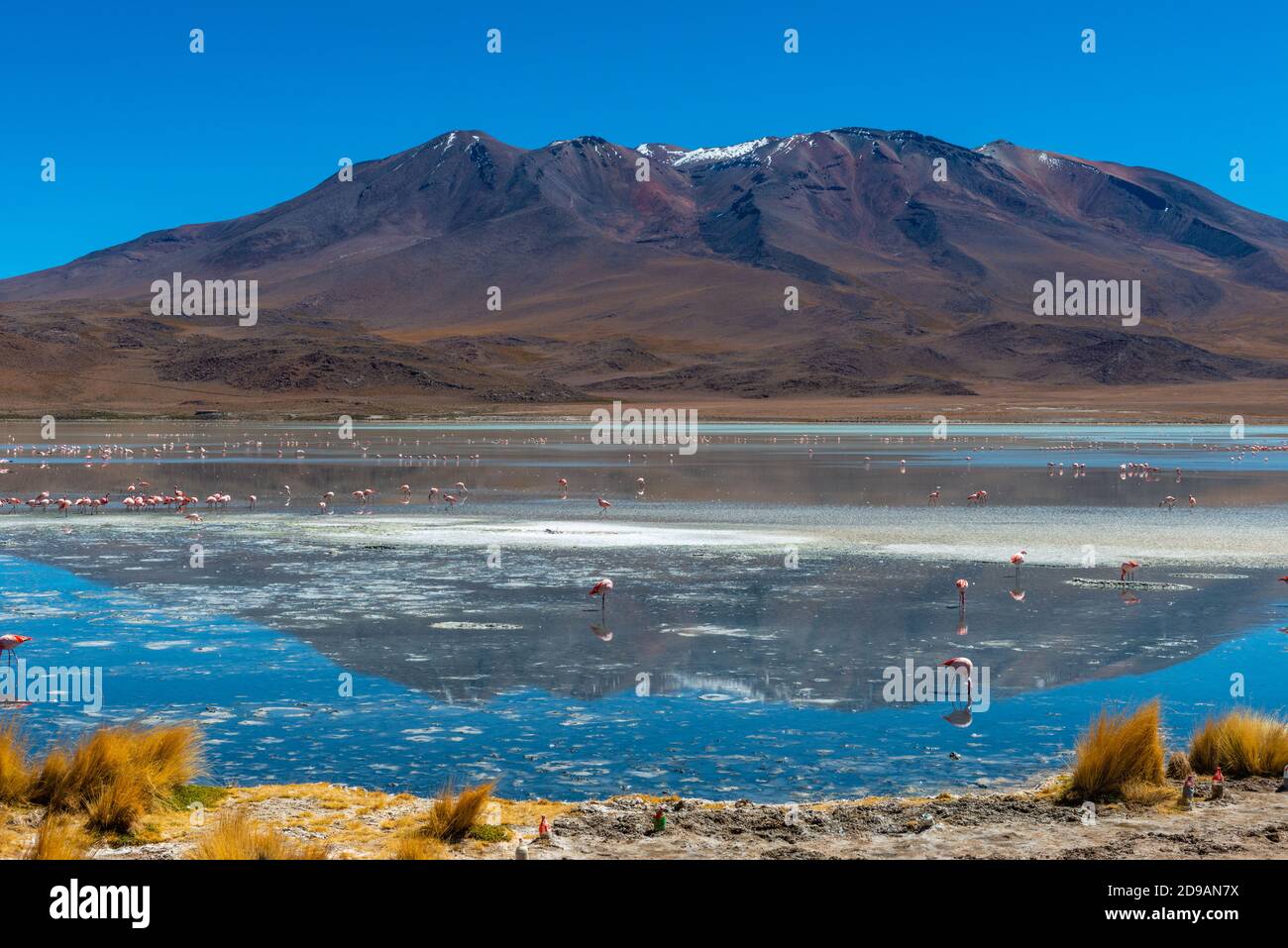 Laguna Cañapa with pink Chilean flamingos, District Potosí, Southern Altiplano, Andes, Southwest Bolivia, Latin America Stock Photo