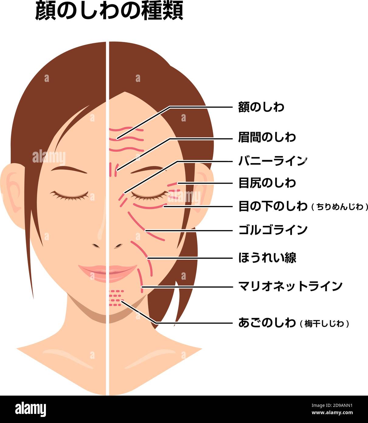 Wrinkles face and wrinkle-free face ( female face ) vector illustration / Japanese Stock Vector
