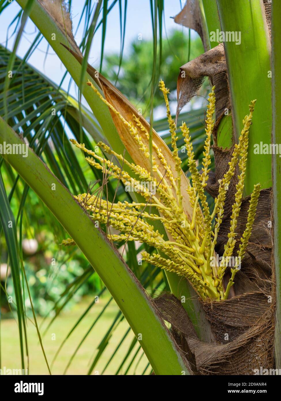 A flower of coconut tree. Nature fruit Stock Photo Alamy