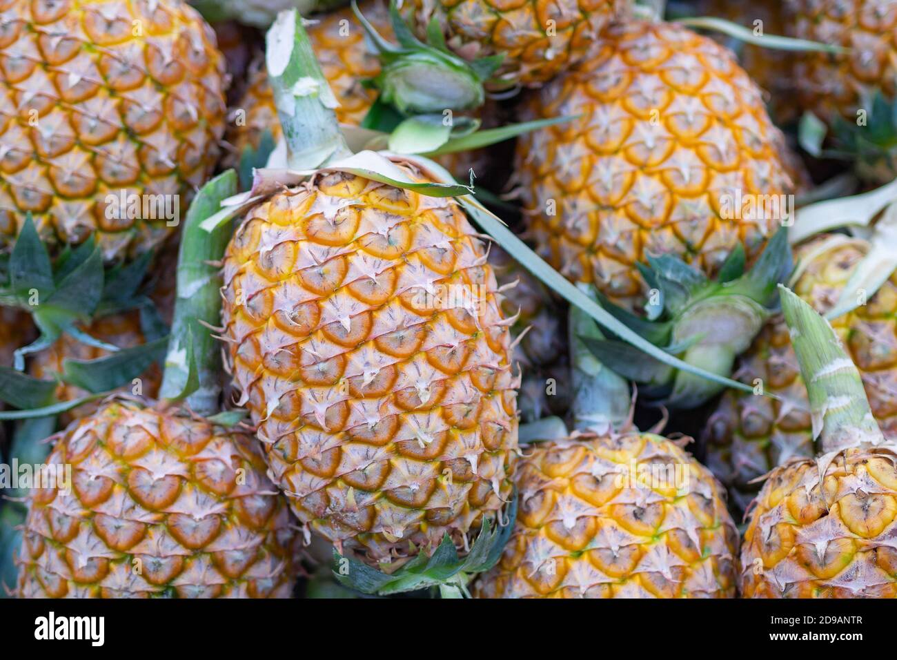 Pile of ripe pineapples for sale in the market. Health fruits Stock