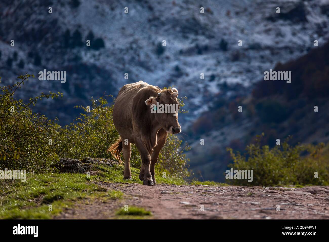 A cow walks towards the Guarrinza pastures seeking refuge from the coming cold. Aragonese Pyrenees. Near of Aguas Tuertas valley, Hecho and Anso, Hues Stock Photo