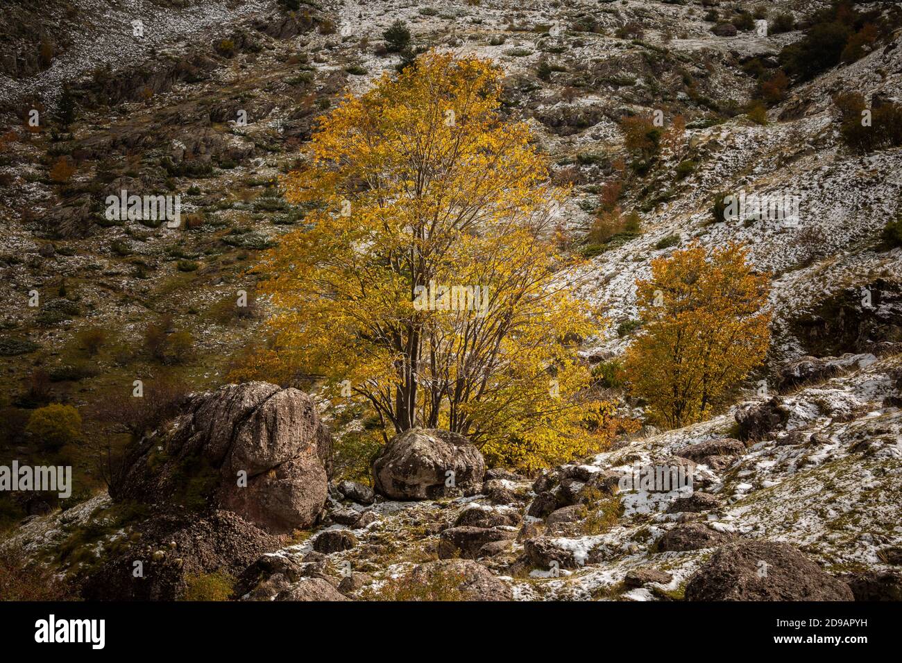 A beech with autumn almost winter colors in the Aragonese Pyrenees, near of Aguas Tuertas valley, Hecho and Anso, Huesca, Spain. Stock Photo