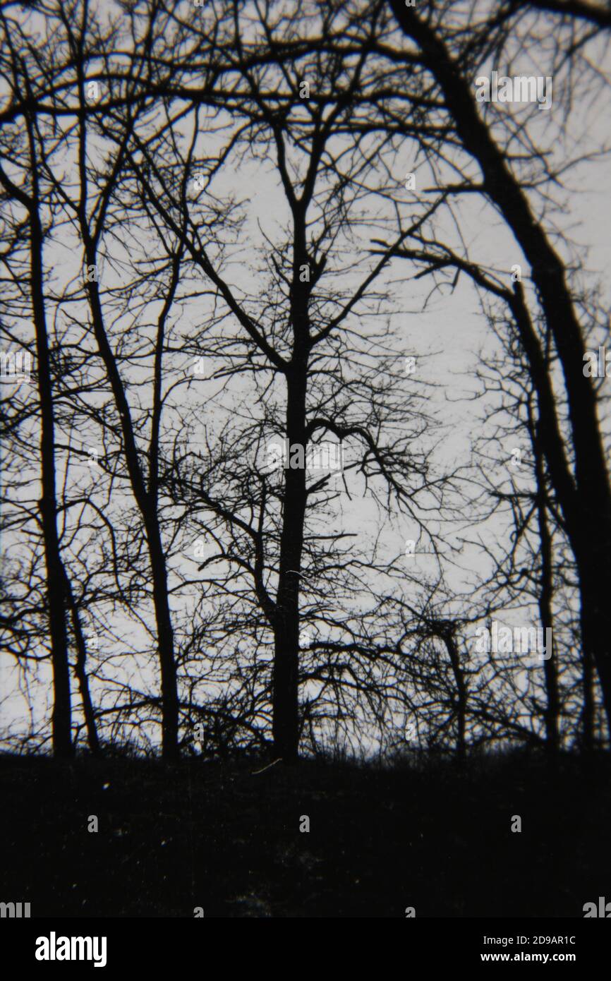 Fine 1970s vintage black and white photography of trees growing in ...