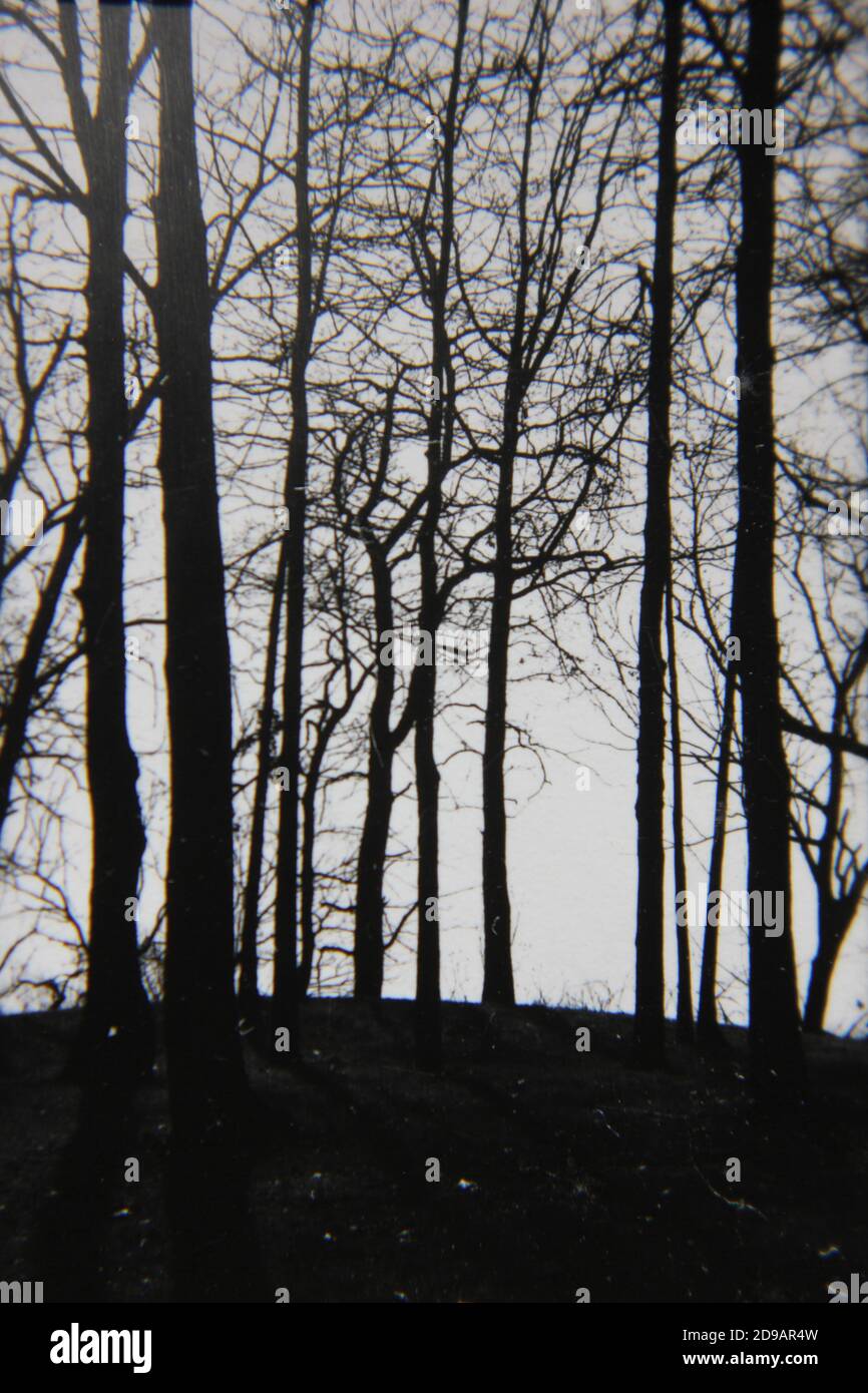 Fine 1970s vintage black and white photography of trees growing in ...