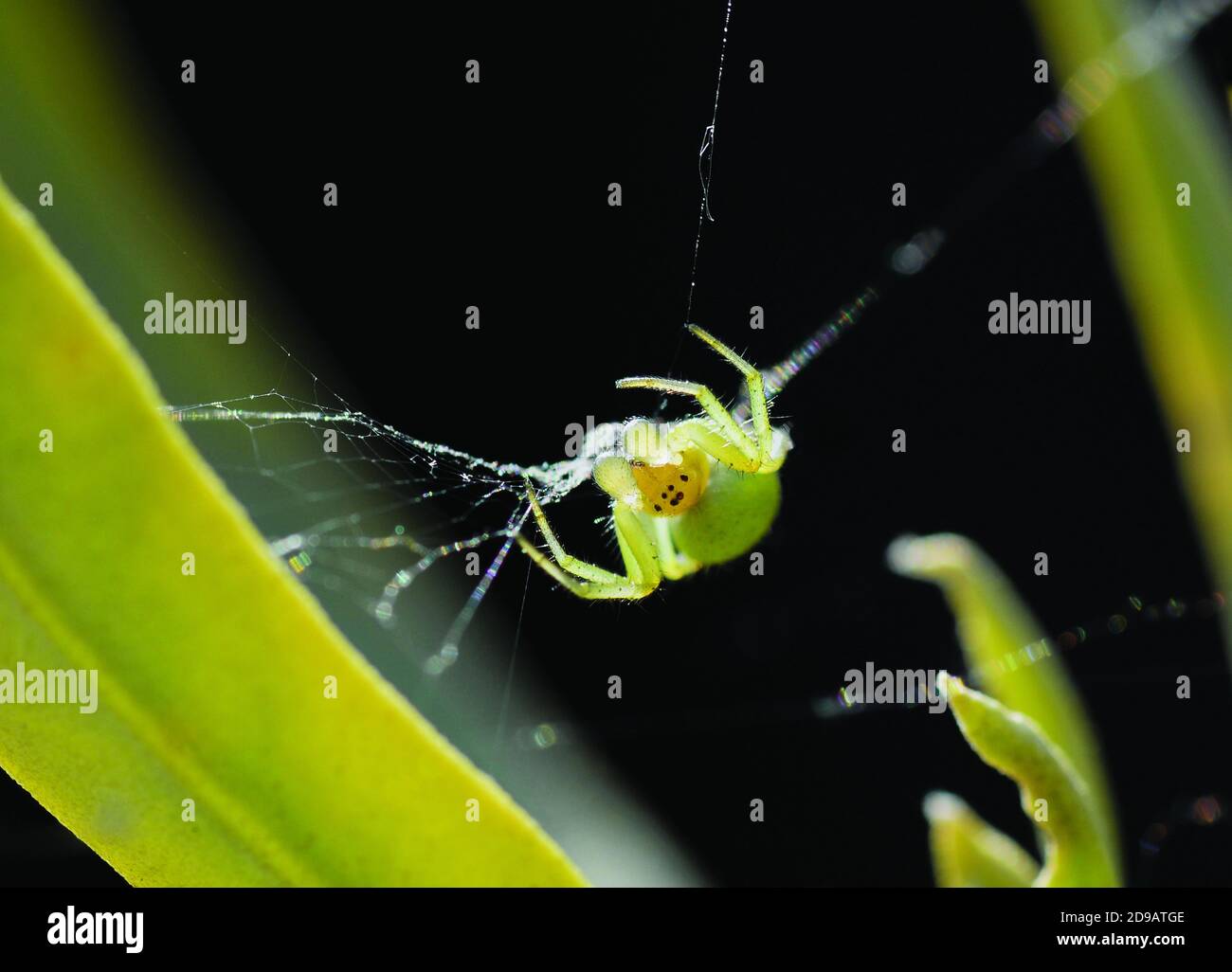 Green Orb Spider spinning web. Macro shot. Tiny spider making it's web on olive tree outdoors. Stock Photo