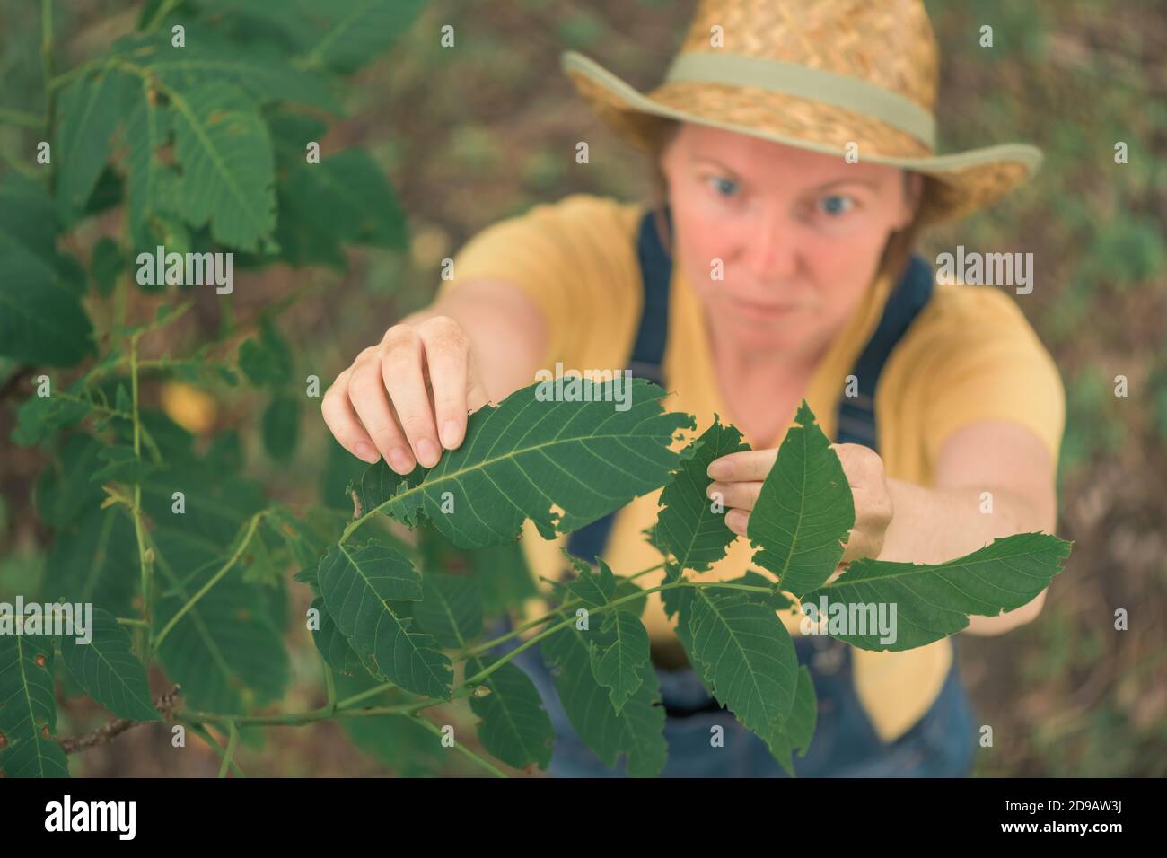 Female farmer examining walnut tree branches and leaves for common pest and diseases in organic fruit farm orchard Stock Photo