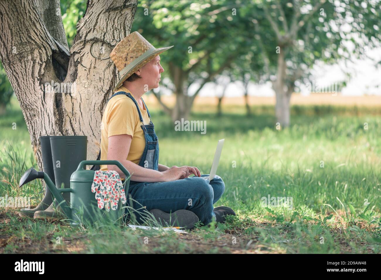 Female farmer using laptop computer in english walnut orchard, innovative modern technology in organic walnut fruit farming Stock Photo