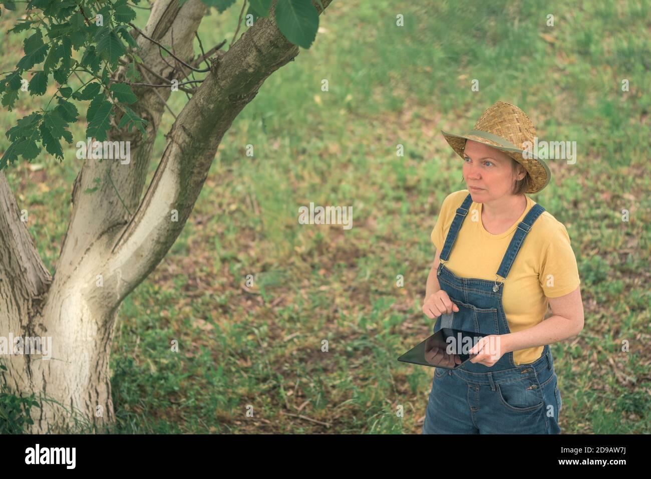 Female farmer using digital tablet computer in english walnut orchard, innovative modern technology in organic walnut fruit farming Stock Photo