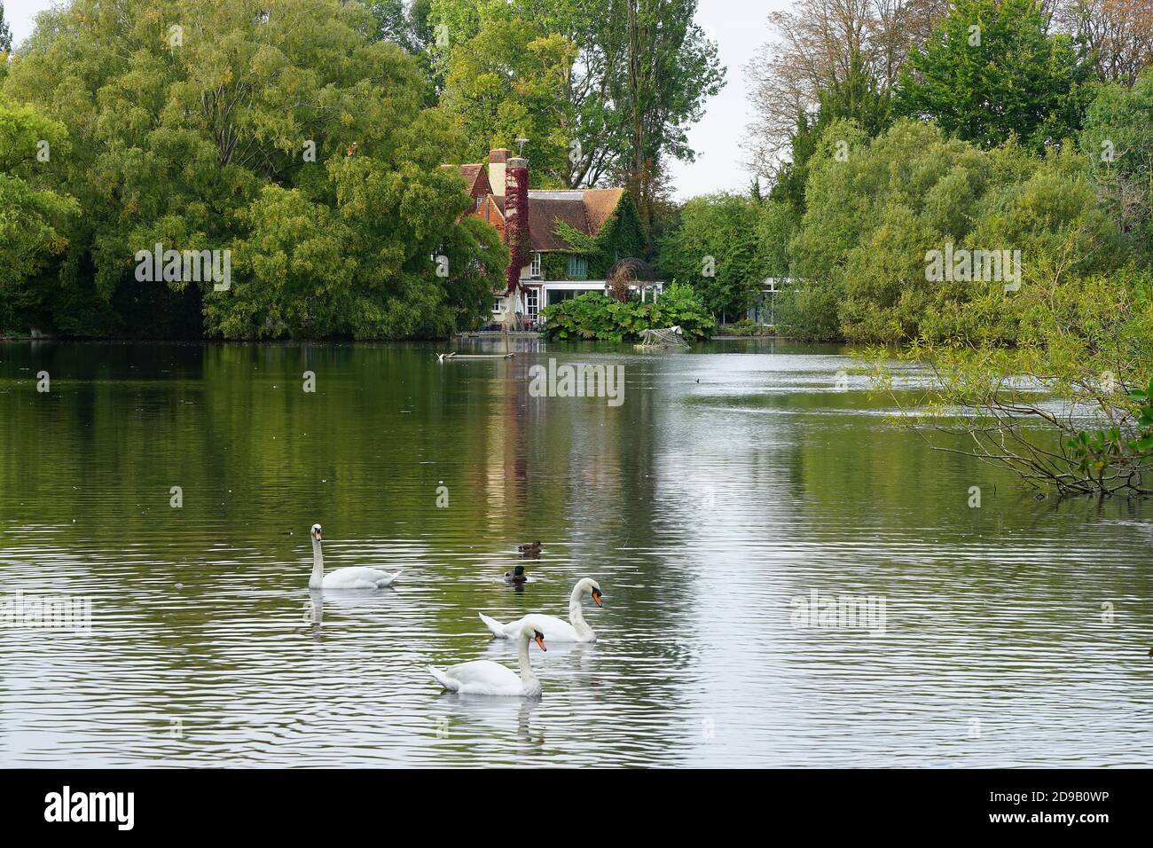 A view across the lake at Radwell, Hertfordshire Stock Photo