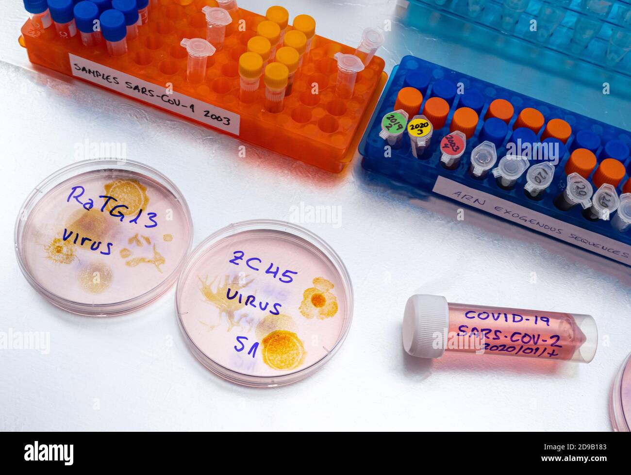 bat coronavirus ZC45 on petri dish, COVID-19 study in laboratory, conceptual image Stock Photo