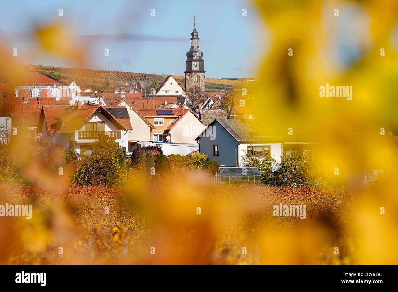 04 November 2020, Rhineland-Palatinate, Kallstadt: Houses and the steeple of the Salvator church can be seen behind the autumnally discoloured leaves of a vineyard. Kallstadt was the residence of the ancestors on the paternal side of US President Trump. Photo: Uwe Anspach/dpa Stock Photo