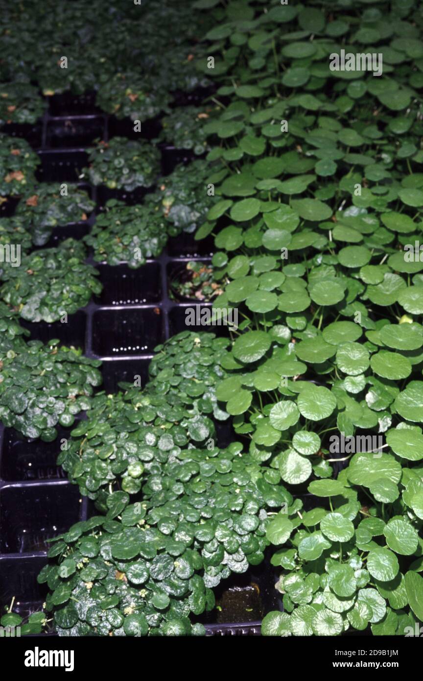 Hydrocotyle leucocephala, also known as Brazilian pennywort, cultivated in a nursery plant Stock Photo