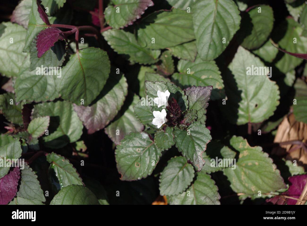 Hemigraphis alternata, commonly called Hemigraphis colorata or sometimes red ivy Stock Photo