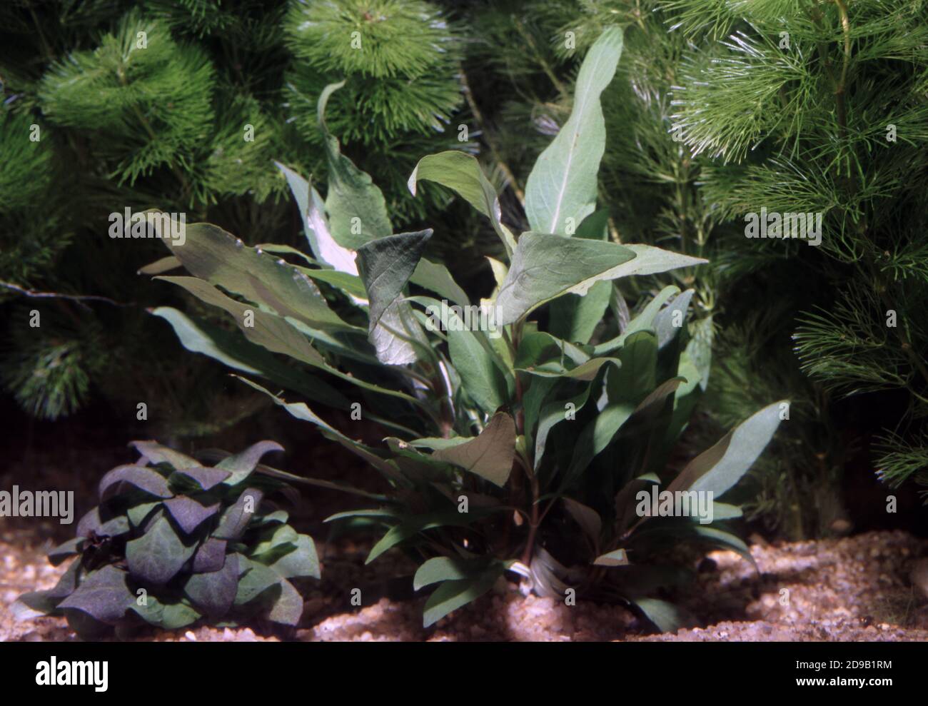 Hygrophila corymbosa, commonly known as temple plant, starhorn or giant hygro Stock Photo