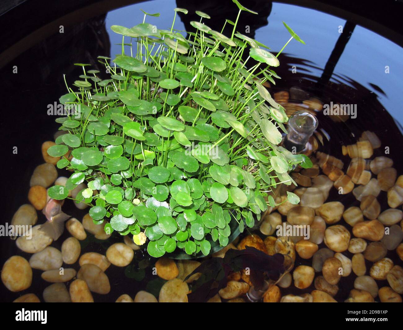 Hydrocotyle leucocephala, also known as Brazilian pennywort Stock Photo