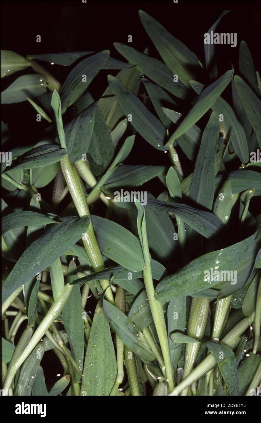 Hygroryza (watergrass) is a genus of Asian plants in the grass family. Species. The only known species is Hygroryza aristata (Asian watergrass) Stock Photo