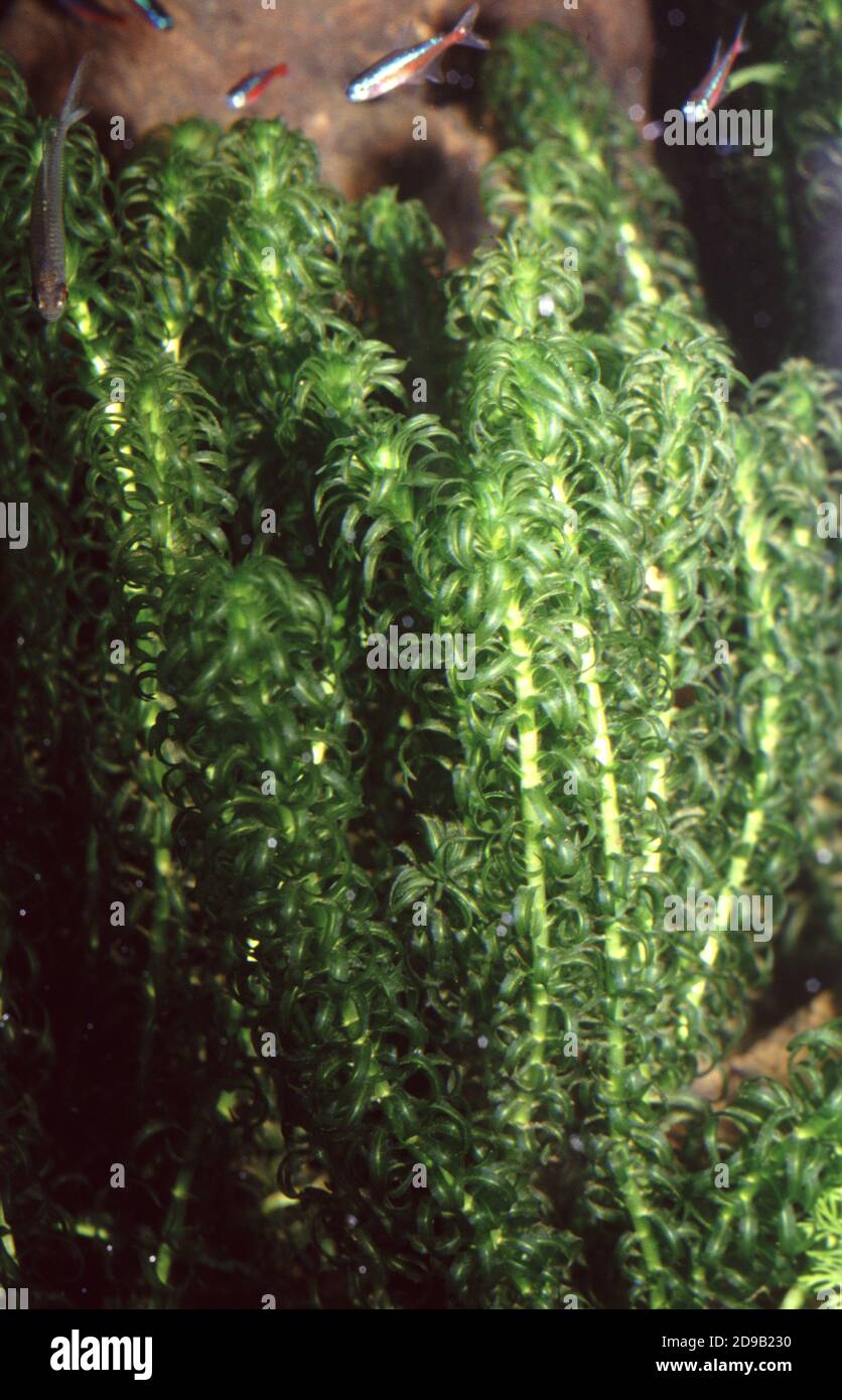 Lagarosiphon major (= Elodea crispa), common names include African elodea, curly waterweed, oxygen weed and South African oxygen weed Stock Photo