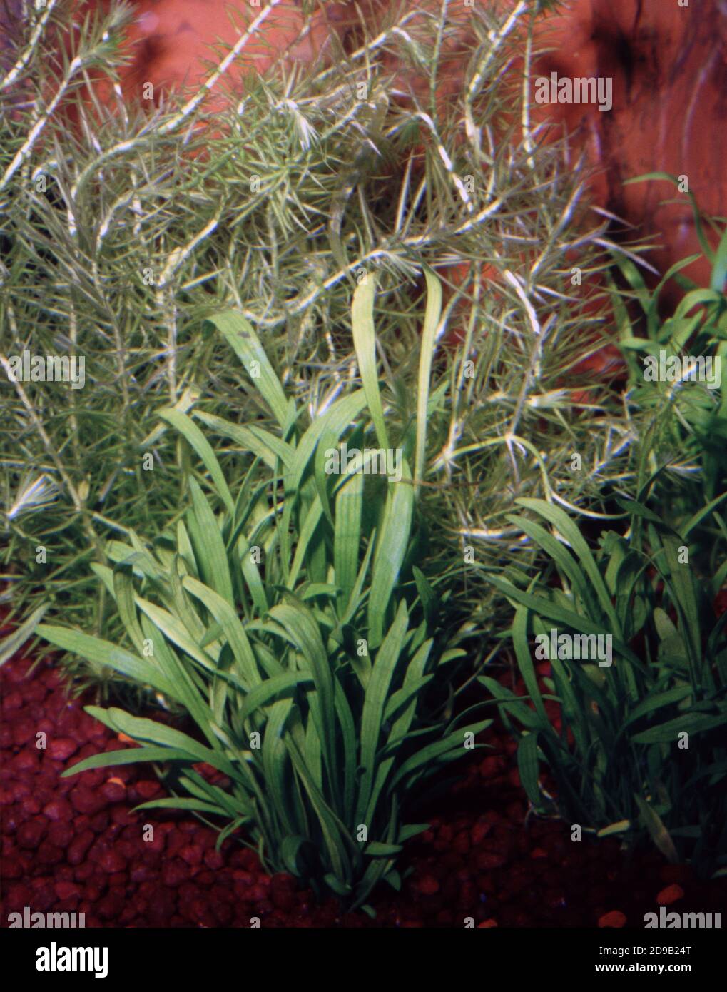 The Brazilian Micro Sword plant is botanically known as Lilaeopsis (Cratzia) brasiliensis Stock Photo