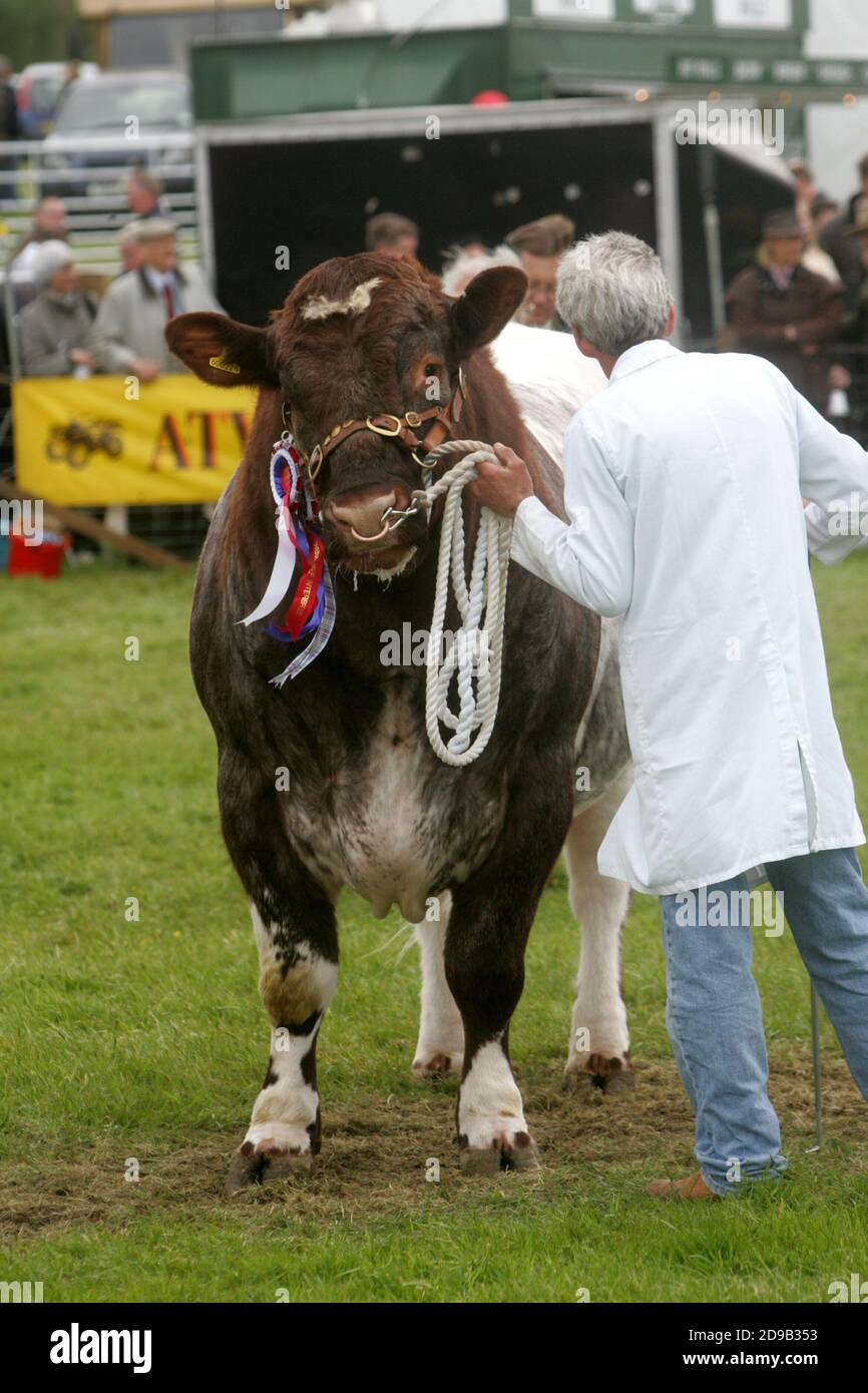 Ayrshire Bull High Resolution Stock Photography and Images Alamy