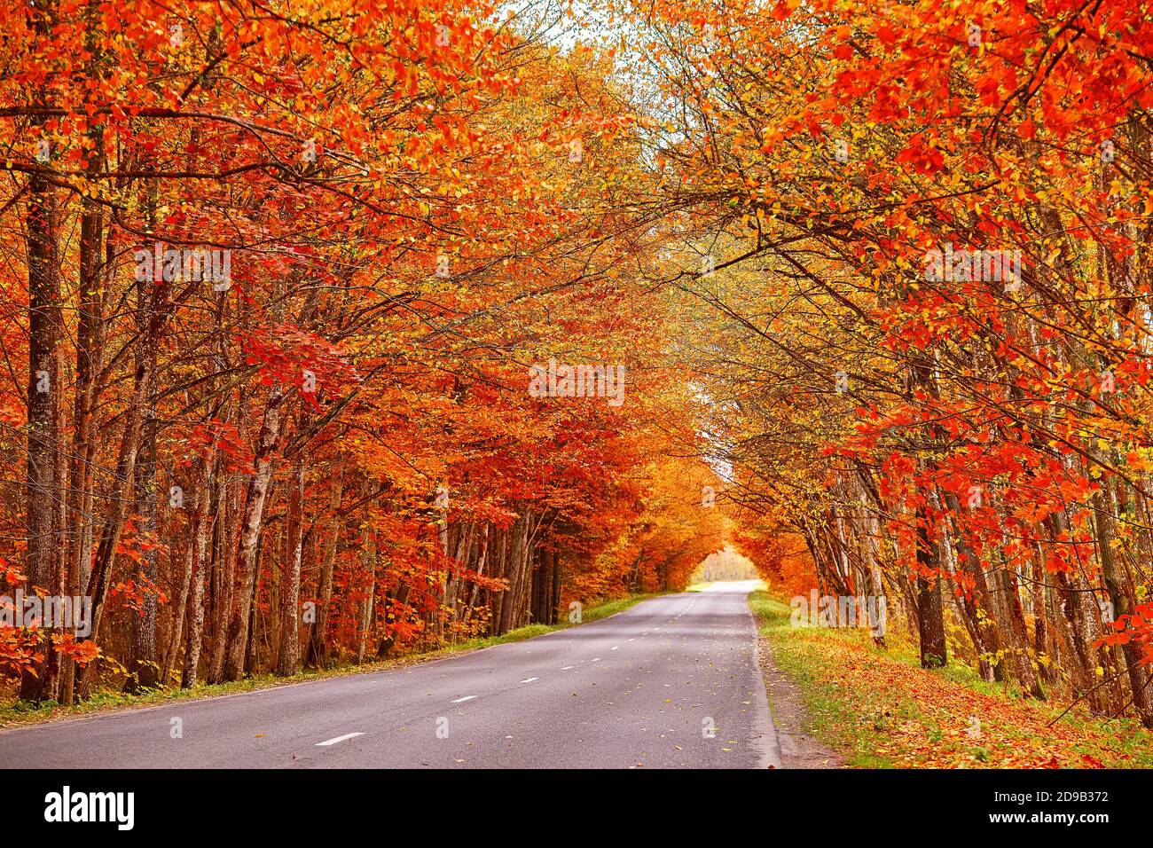 Asphalt road in autumn lane with alder trees tunnel. Beautiful nature ...