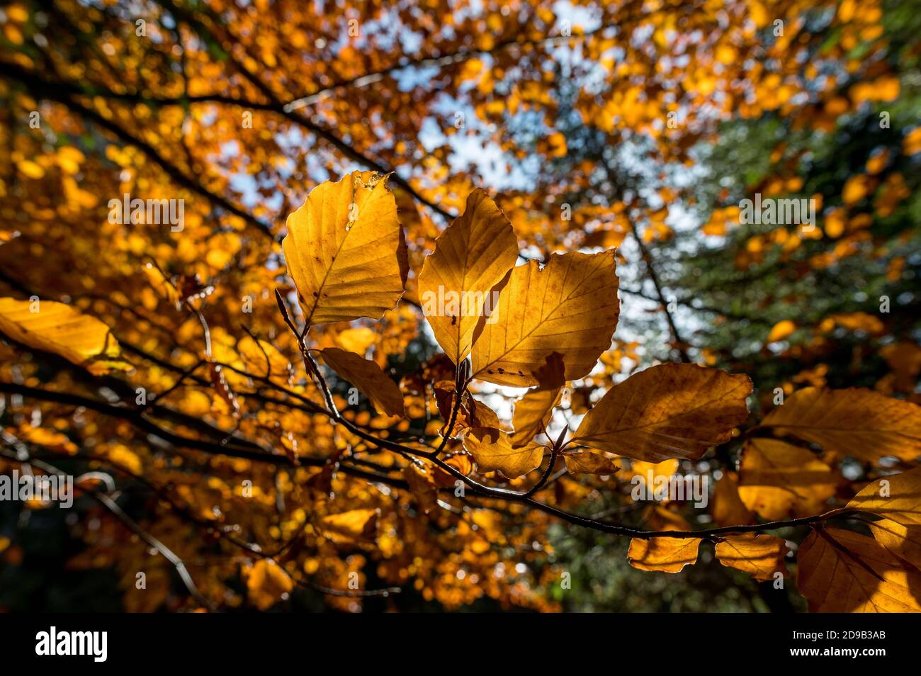 Canopy Of Leaves Hi Res Stock Photography And Images Alamy