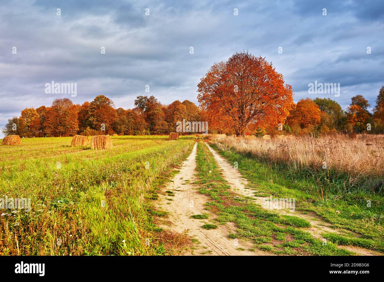 Autumn Field, Maple Tree, Country Road. Fall rural landscape. Dry leaves in the foreground. Lonely beautiful pastures autumn tree. Changing season in Stock Photo