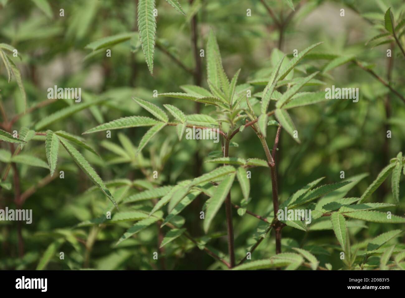 Closeup shot of Mt. Lemmon Marigold Stock Photo - Alamy