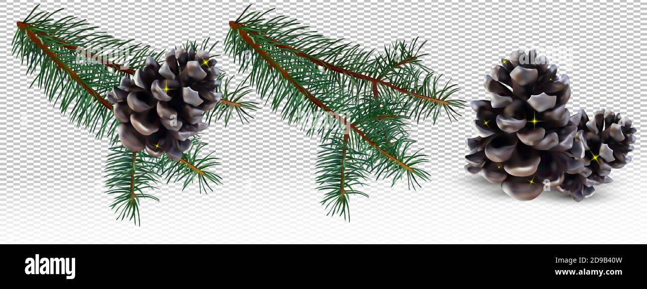 Realistic pine cone and conifer tree branches pine on transparent ...