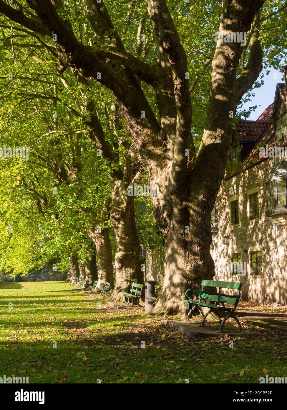 A row of sycamore (Acer pseudoplatanus) trees in the recreation ground in the city of Wells, Somerset, England. Stock Photo