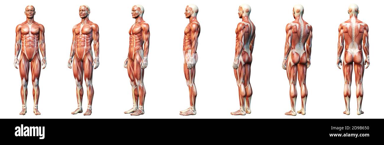3D illustration showing muscles of a man Stock Photo