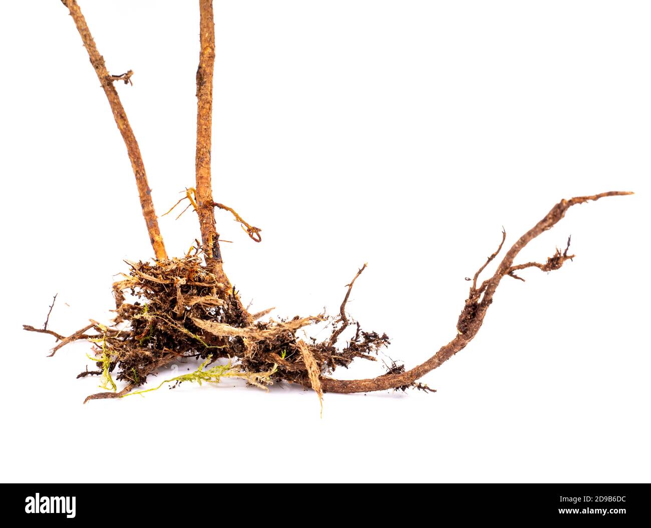 Root isolated on white background Stock Photo Alamy