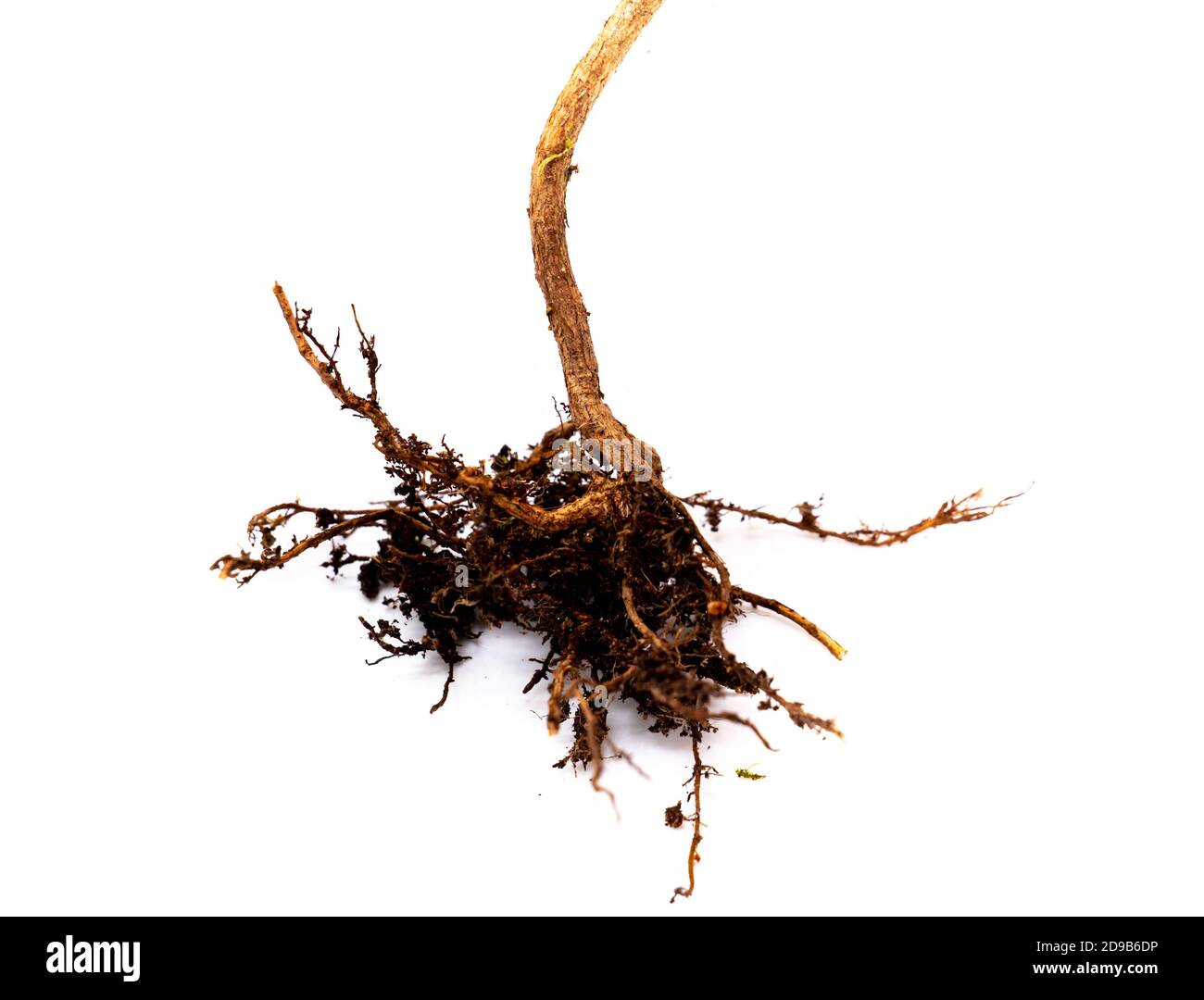 Tree root isolated on white background Stock Photo