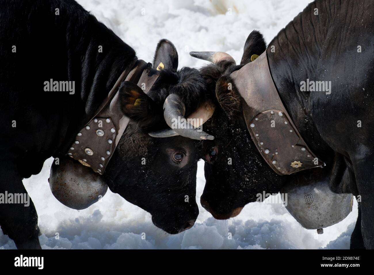 Two Herens cow breed fight during the annual cow fighting in the Flaschen snow arena near Albinen, Switzerland. Stock Photo
