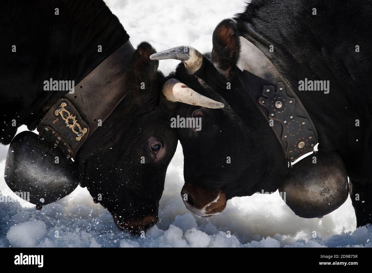 Two Herens cow breed fight during the annual cow fighting in the Flaschen snow arena near Albinen, Switzerland. Stock Photo