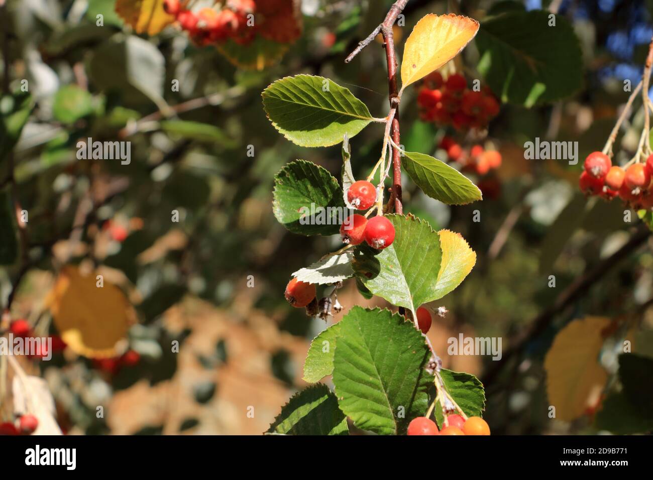 Close view of cluster of the berries of greak whitebeam (Sorbus graeca) Stock Photo